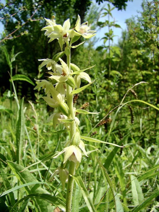 Mueller's helleborine